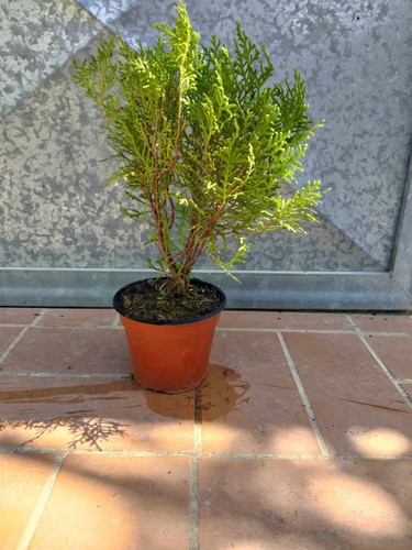 Pianta thuja occidentalis 25 - occidentalis, h
