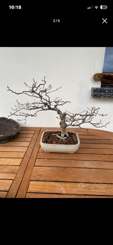 Bonsai carpino bianco - bonsai, di