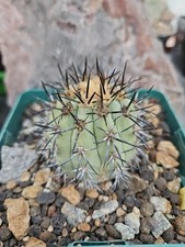Copiapoa calderana cactus