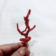 Ramo di corallo rosso italiano