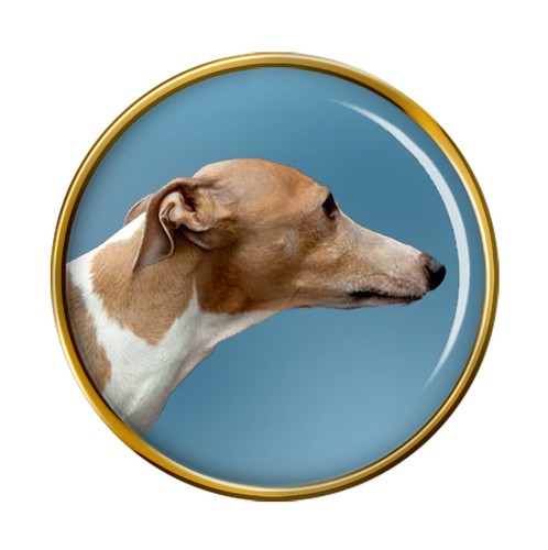 Italiano cane levriero - cane,