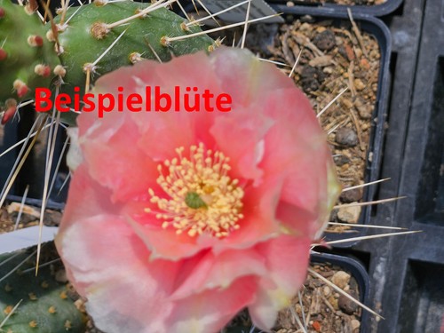 Opuntia aff aurea loa pass - opuntia, aff.