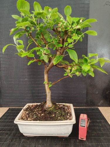 Bonsai melo h 44 - bonsai,