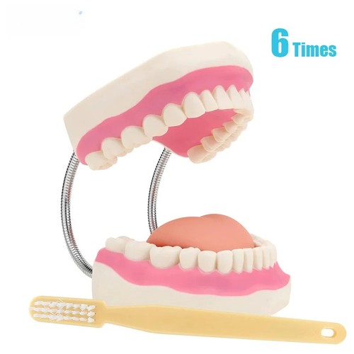 Modello dimostrativo dentale