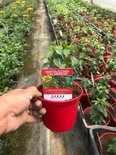 NON DISPONIBILE PEPERONCINO