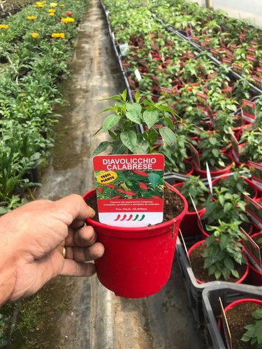 Peperoncino piccante - peperoncino,