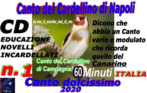 Canto del cardellino - il,