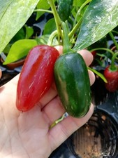 20  SEMI DI PEPERONCINO JALAPEÑO VERDE E ROSSO +SPEDIZIONE GRATUITA