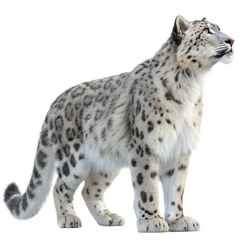 Adesivi leopardo delle - leopardo, nevi