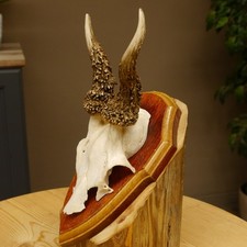 Corna di Cervo Grandi Palchi