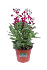 Pianta vera di Violacciocca