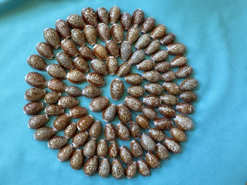 100 pezzi cypraea - 100, da