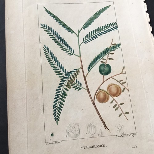 Incisione xix botanica - incisione,