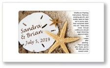 50 - Conchiglia Spiaggia