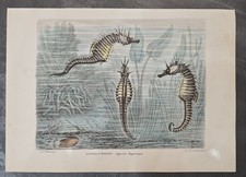 STAMPA CAVALLO MARINO Hippocampus Petraroia Boschi XIX sec. Atlante Zoologico