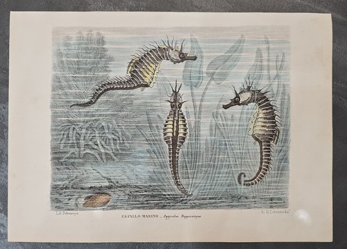 Stampa cavallo marino - stampa,