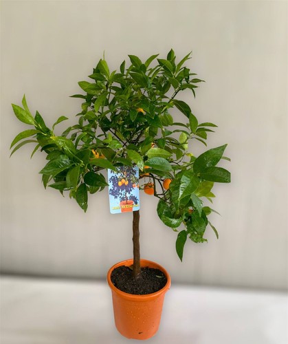 Pianta limone clementino - di, x