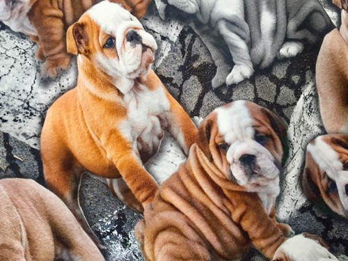 Grumpy bulldog viscosa elastan - bulldog,