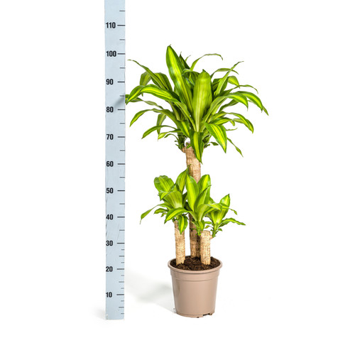 Albero del drago dracaena - del,