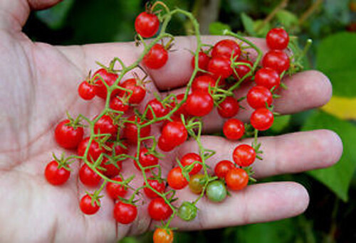 Solanum pimpinellifolium - pimpinellifolium,