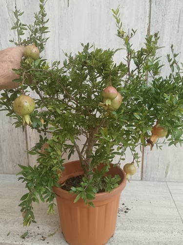 Svendita bonsai prebonsai - svendita, 25%