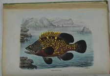 BOSCHI GIOVANNI. Atlante zoologico popolare... Volume VII. Rettili e pes 1876-7