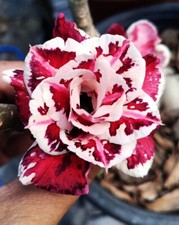 Nuovo adenium obesum - adenium, desert