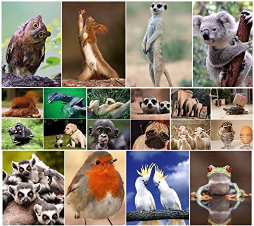Animali divertenti - “animali,