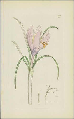 1832 crocus sativus - 1832,