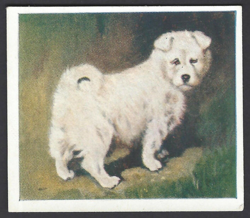 Phillips our puppies 22 - -, #22