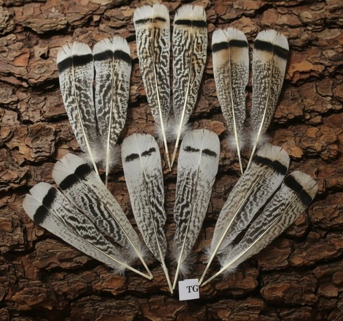 Piume naturali tacchino 1 - piume, di