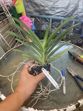 Vanda Painter Dream X Muang