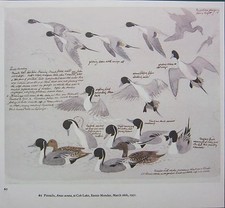 Bellissima Stampa Vintage Di