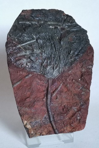 Bellissimo crinoide siluriano
