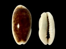 Cypraea errones caerulescens