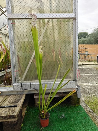 Sarracenia leucophylla - #37,