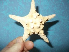 Stella marina vera  tassidermia