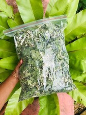 Ceylon Mexican Dream Erba