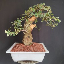 PRE BONSAI ESEMPLARE DI LECCIO