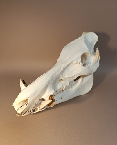 Taxidermy cabinet de - taxidermy,,