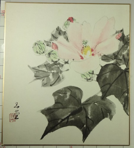 Is636 shikishi pianta - pianta, fiore