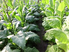 3000 semi tabacco Virginia -