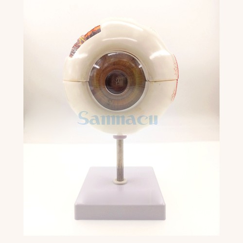 Palline oculari grandezza - 6x,