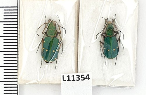 Carabidae cicindela - carabidae,,
