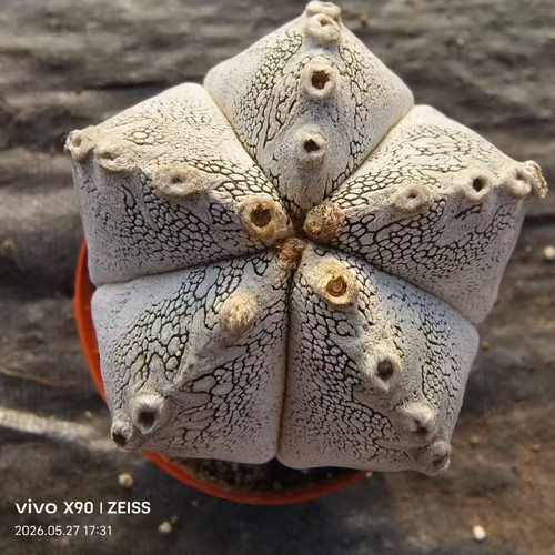 Vendita rara pianta cactus - vendita,