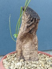 Bonsai di Glicine 30x17cm In