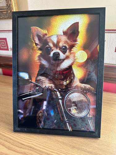 Moto equitazione chihuahua - moto, da
