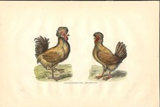 Stampa antica con GALLO e GALLINA PADOVANA 1867 Old antique print
