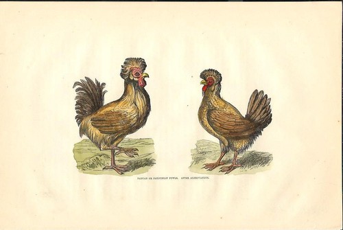 padovana gallo