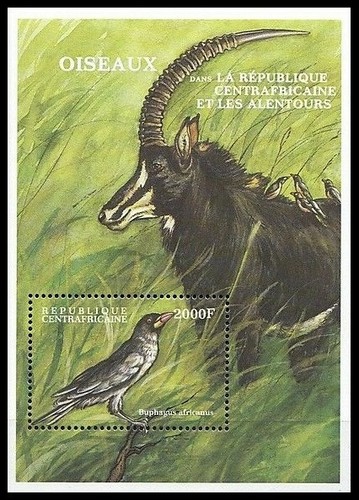 Picchio dal becco giallo